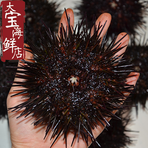 大连海鲜鲜活紫海胆新鲜黑海胆满黄超肥新鲜刺身鲜活水产品1斤4只_双