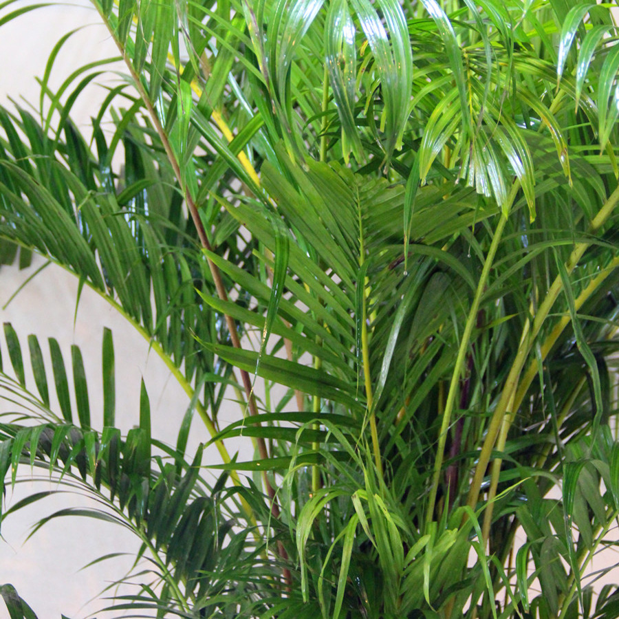 散装出售绿化种子 散尾葵种子 黄椰子种子 凤尾竹紫葵