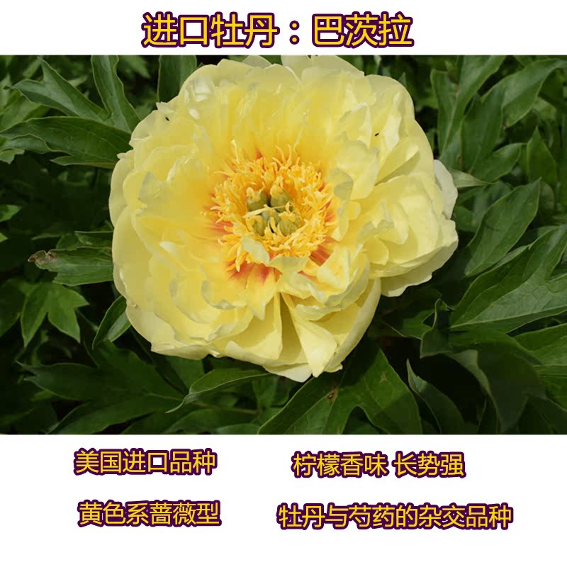 预售巴茨拉牡丹苗菏泽发货进口花卉牡丹苗阳台盆栽庭院植物黄色系
