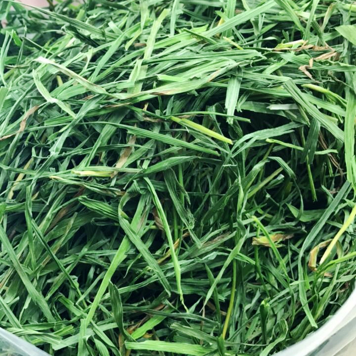 3斤包邮 17年优质烘烤黑麦草干草豚鼠荷兰猪兔子草粮龙猫牧草250g