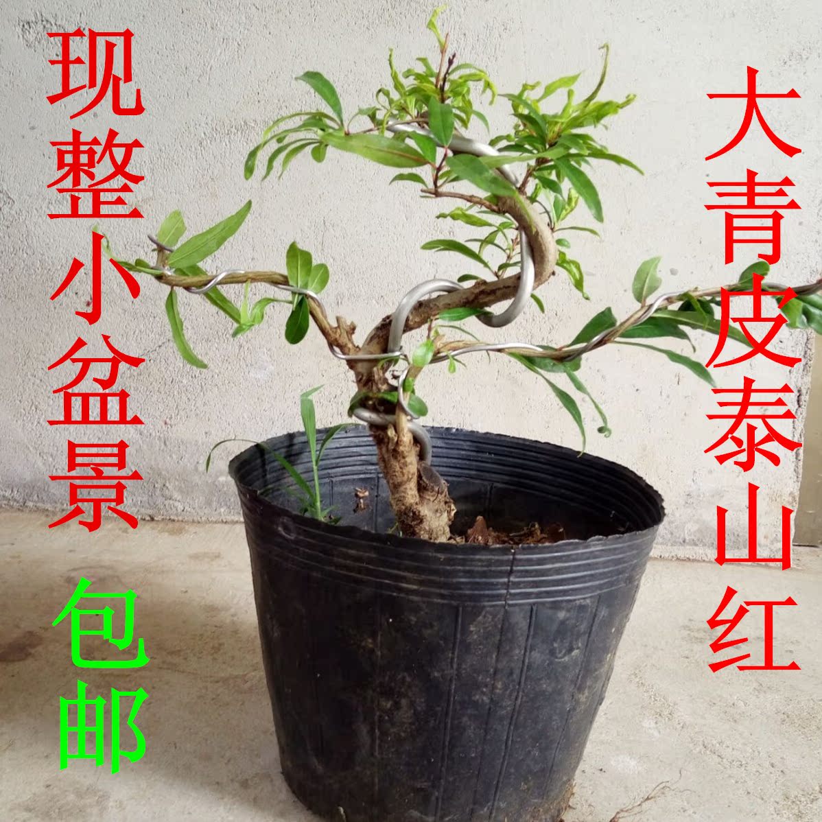 Լҽʯ辰 ʯС ʯ԰ִСʯ