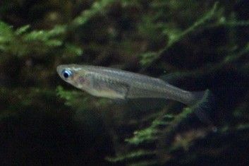 青鳉鱼 活体 桂系 蓝眼青鳉 除油膜观赏鱼苗 灯鱼 冷水鱼 群游鱼