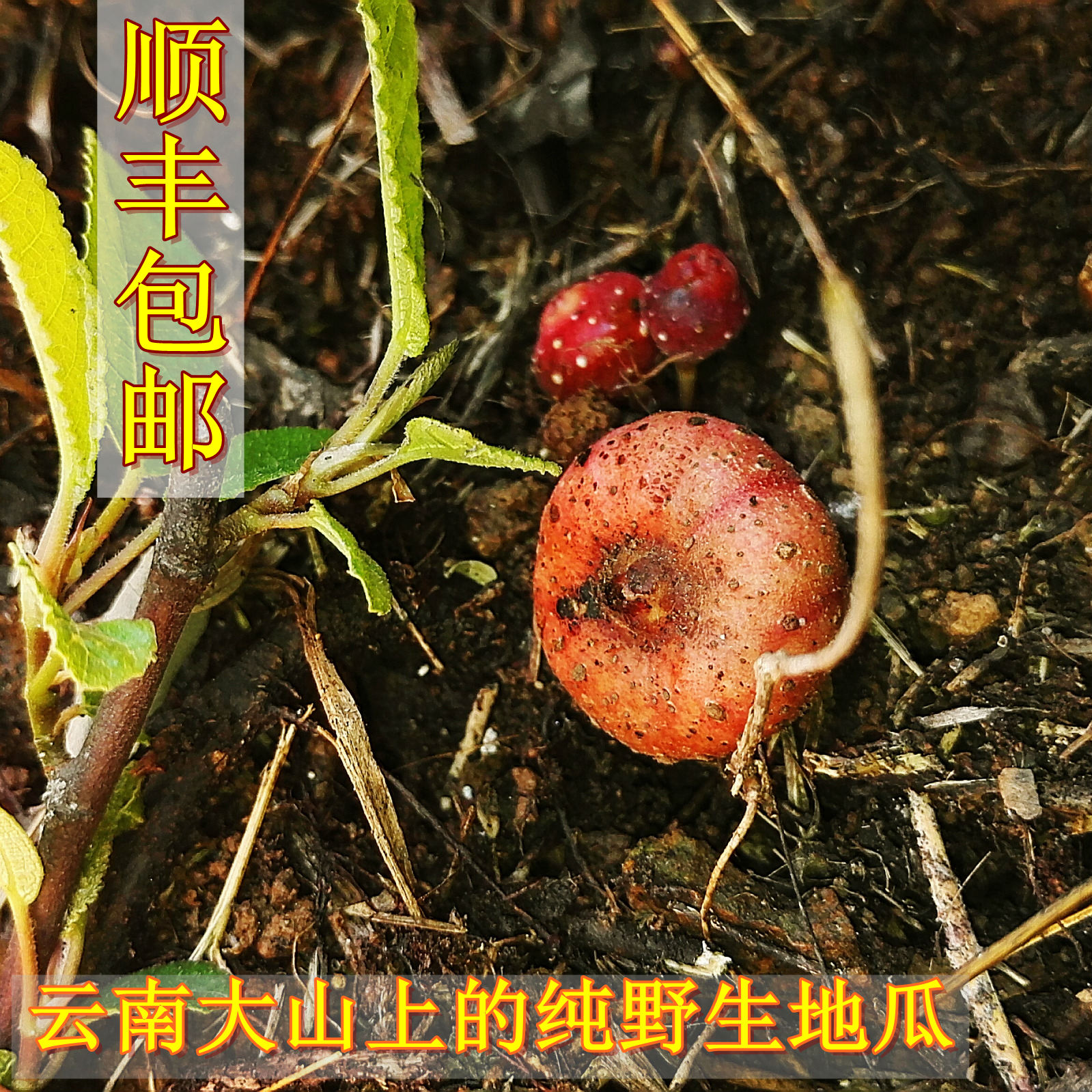 云南野生新鲜野地瓜 地枇杷 地石榴 满地香 地果 新鲜水果420克