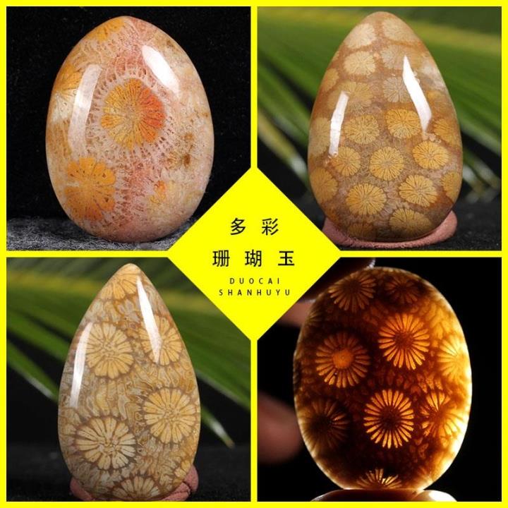 奇石收藏天然玉化彩花珊瑚玉菊花玉石古生物化石原石
