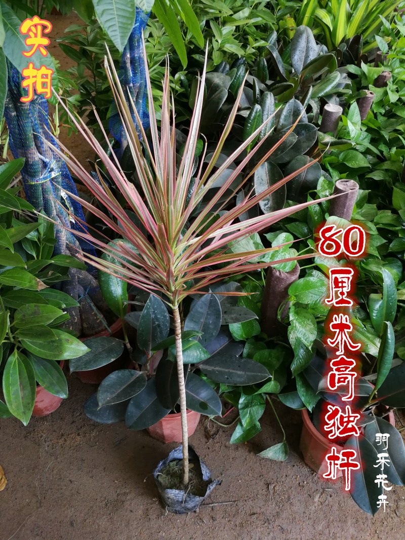 包邮 七彩铁千年木盆栽 三色龙血树红竹观叶植物 吸甲醛 室内盆景