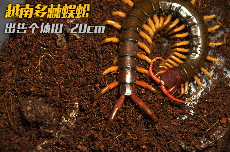 多棘蜈蚣活体包邮包风险全长17-20cm宠物蜈蚣送饲养套装大个体