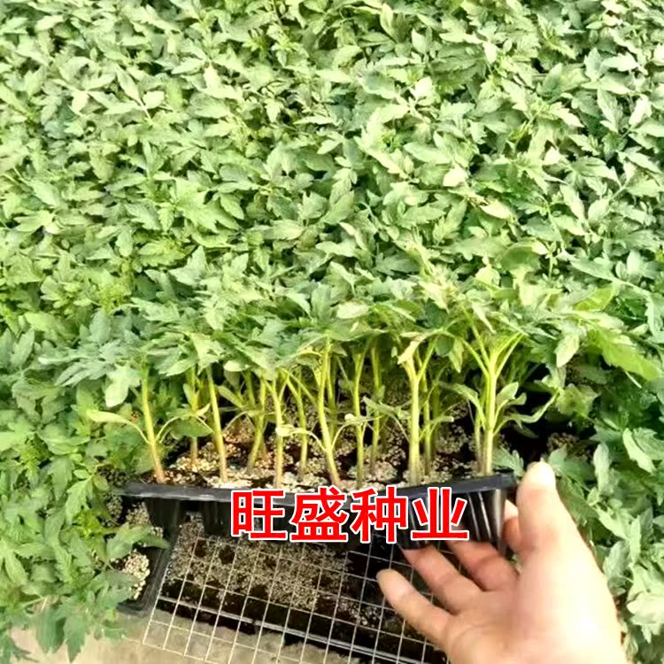 台湾粉玉女 圣女果种子 樱桃粉果特甜小番茄 蔬菜苗种苗 圣女果苗