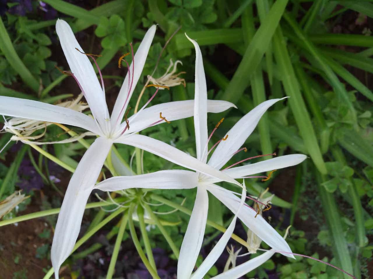 包邮当年开花进口植物室内盆栽花卉绿植桌面沙漠玫瑰苗多肉植物