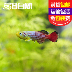 正品[鳉鱼]红鳉鱼评测 黄金鳉鱼寿命图片