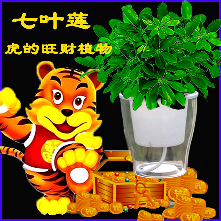 包邮水培摇钱树盆栽发财树七叶莲鸭脚木办公桌盆栽室内吸甲醛植物
