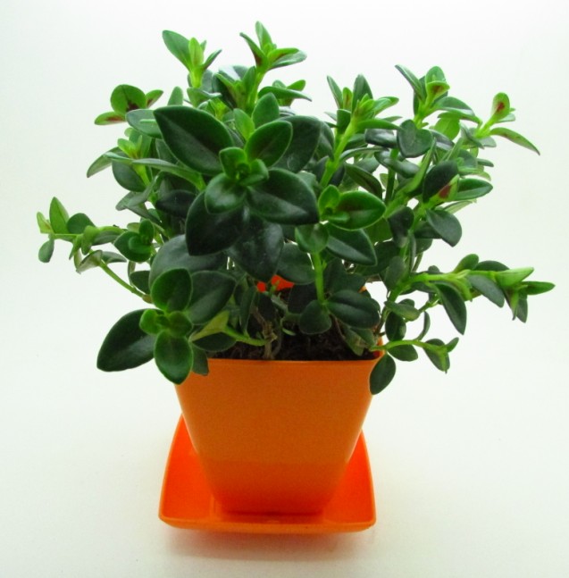 正品[绿色小家电]绿色圃中小学教育网评测 绿色