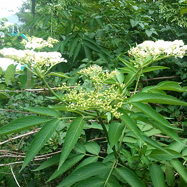 中药材野生威灵仙,百条根,老虎须,铁扇扫