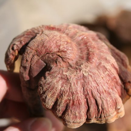 云南丽江优质纯野生赤灵芝/赤芝 无虫蛀 天然野生灵芝整枝 正品