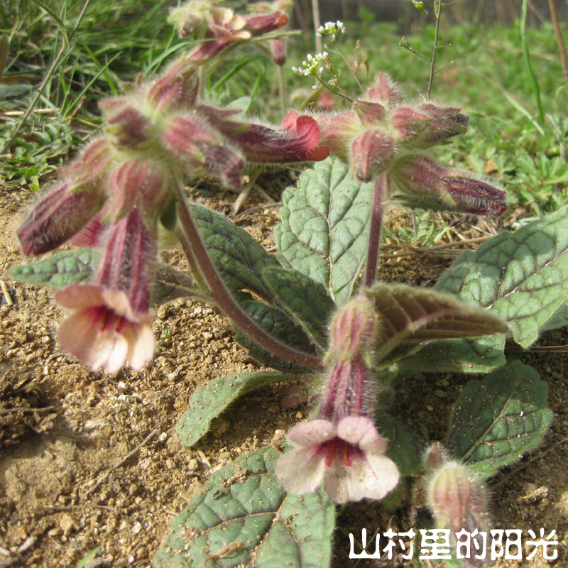 野生地黄 干地黄 生地黄 细生地 入药首选 250g装
