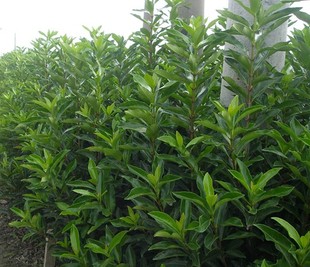 庭院植物 法国冬青 法青珊瑚树苗 绿化苗木绿篱50-1.5米高