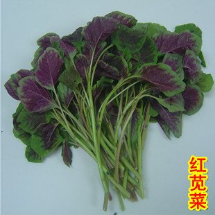 蔬菜种子 红苋菜种子 补血菜 家庭阳台种菜 绿色蔬菜 满30免邮