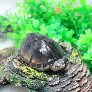 2015麝香龟苗 麝香龟 活体宠物龟 麝香蛋龟 深水龟背甲6-7cm