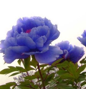 极品牡丹花霸王 蓝色牡丹花种子 蓝牡丹种子 室内盆栽 四季可播