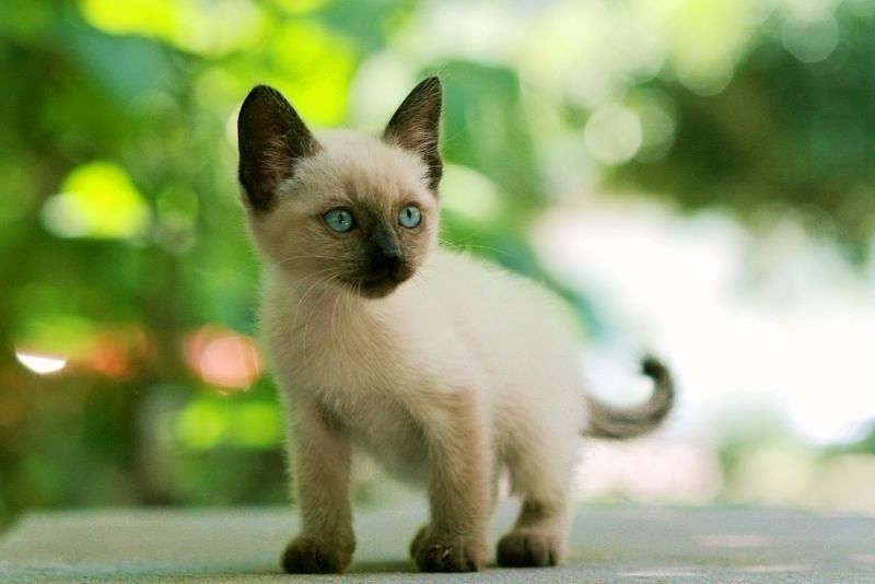 正品[暹罗连体人之谜]暹罗连体男孩评测 暹罗双