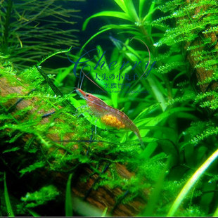 【多彩水族】樱花虾 观赏虾 火焰虾 除藻虾 全抱卵 【10只量】