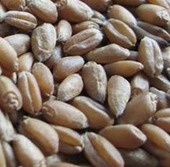 发芽率高 猫草种子 200粒左右 大麦种子 种植方便 土猫 199元