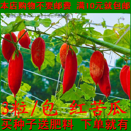 红苦瓜种子 不太苦的苦瓜 具有保健食疗功效 补血益气健胃补肾菜