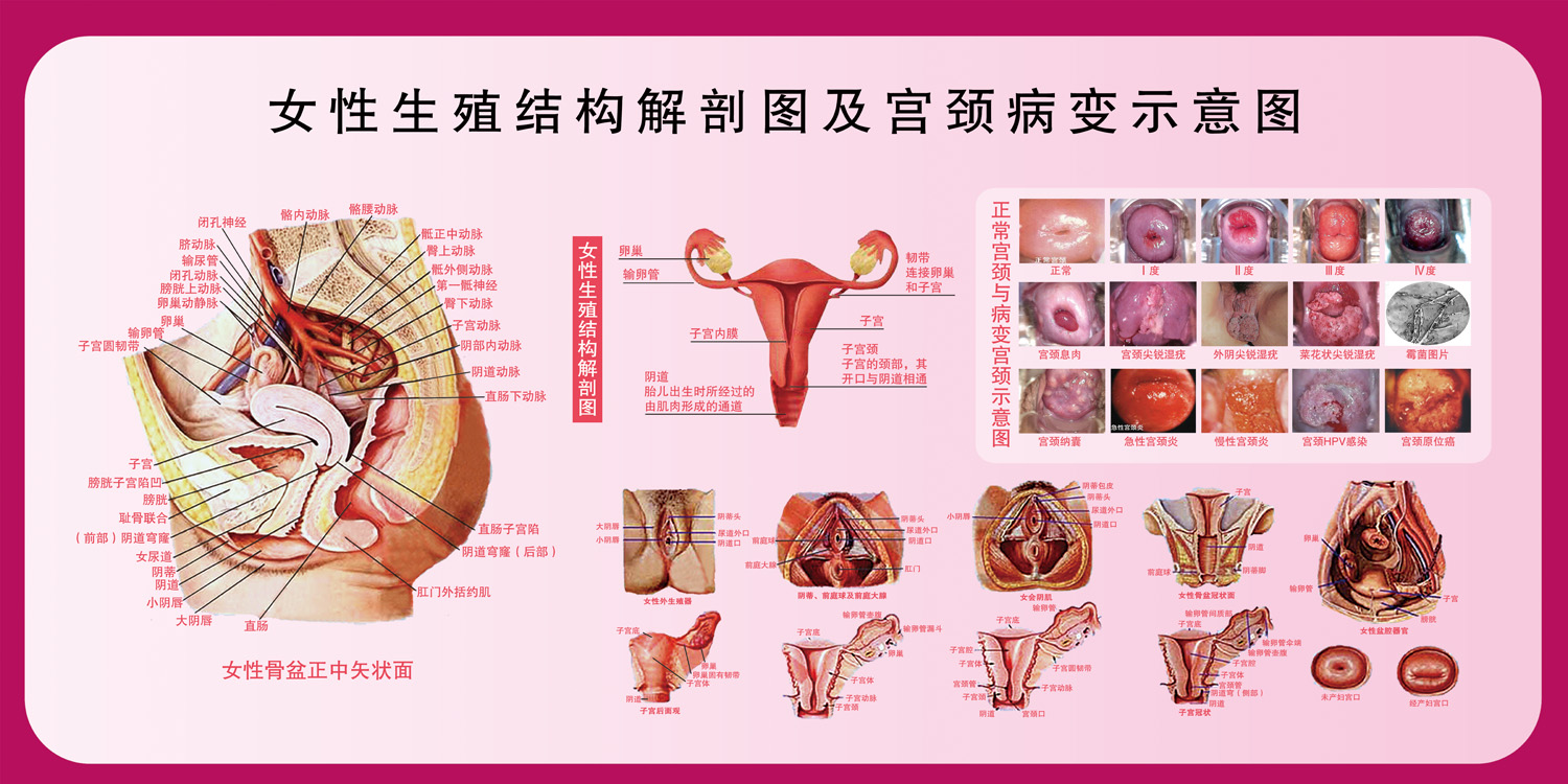 女性生殖系统子宫示意图医学宣传挂图人体器官解剖图医院布置海报