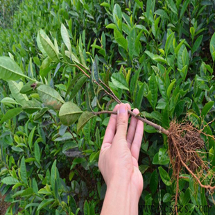 包邮龙井茶叶树苗碧螺春茶苗黄金芽茶树苗安吉白茶树苗茶树苗盆栽