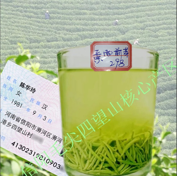 茶叶绿茶信阳毛尖2016春茶绿茶毛尖茶有机绿茶自产自销250g装包邮