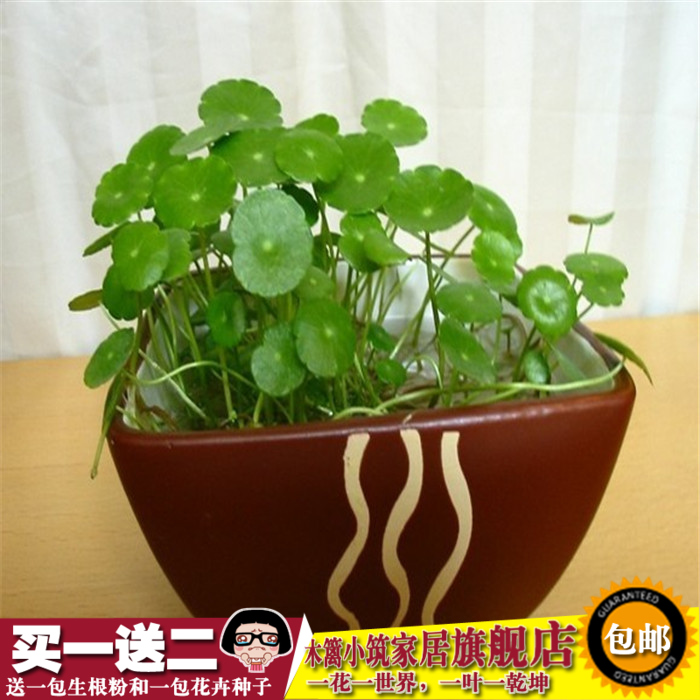 水培 铜钱草 金钱草 水培植物 水生盆栽 花卉 盆栽 迷你绿植创意