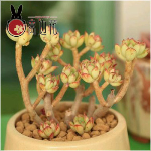 【多肉植物品种】最新淘宝网多肉植物品种优惠