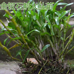 正宗贵州赤水金钗石斛苗盆景小苗驯化苗石斛兰胜铁皮送土基质