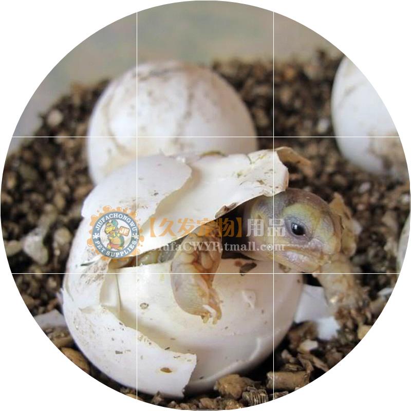 正品[蛋龟]蛋龟交易吧评测 萨尔文蛋龟图片