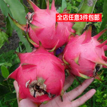当年结果 有根 金都一号火龙果苗 可盆栽 红白紫肉 红心火龙果苗