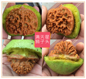 柏年久福文玩核桃赌青皮把玩狮子头满天星野生王勇官帽麻核桃青皮