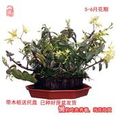 山臻乐清雁荡山露天树上苗野生铁皮石斛鲜条4年铁皮枫斗老条树轮
