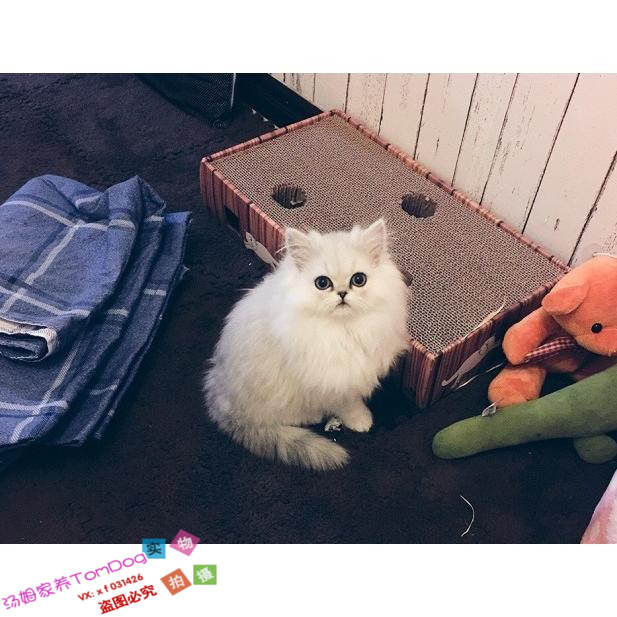 金吉拉 幼猫长毛猫纯种家养银渐层 出售金吉拉宠物猫活体猫咪