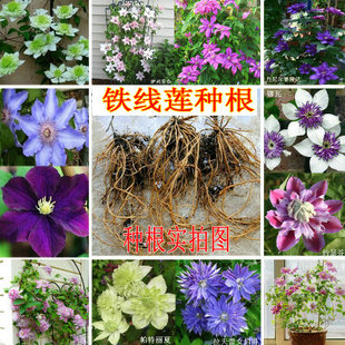 铁线莲苗 爬藤攀援植物铁线莲3年大苗大种根 盆栽铁线莲总统/小绿