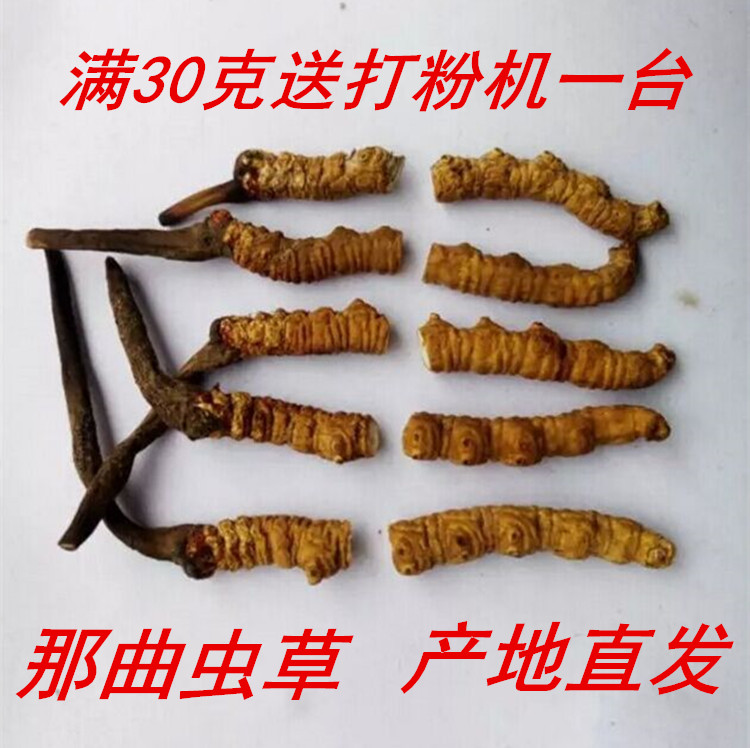 那曲冬虫夏草断草天然野生虫草 2016年新鲜虫草 新品正品支持验证