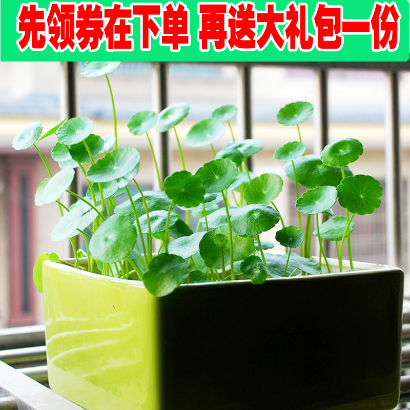 铜钱草 水培植物金钱草花卉盆栽盆景防电脑辐射办公绿植净化空气
