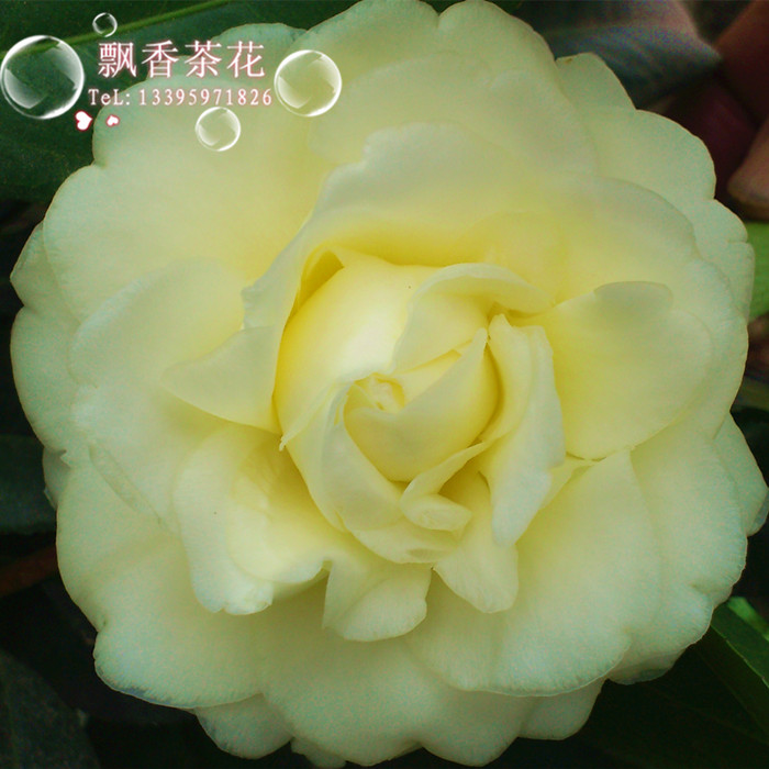 珍贵茶花品种盆栽茶花黄色茶花花开最大的品种-正黄旗-奇趣茶花