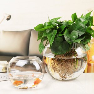 玻璃水培植物花瓶花盆