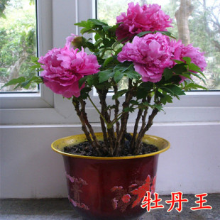 多分枝包邮八年大苗精品牡丹苗室内花卉绿植盆栽牡丹花苗当年开花