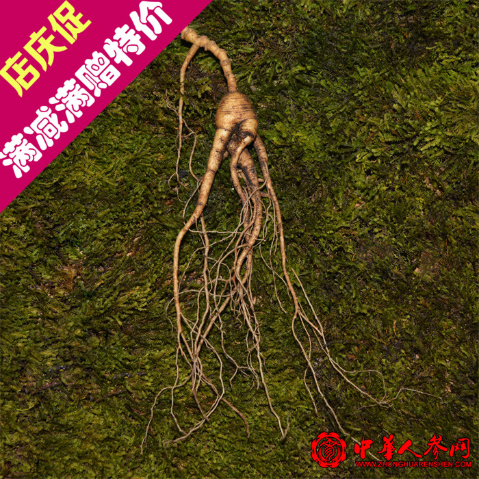 长白山人参新鲜带土 泡酒料 东北人参 林下参 吉林特产 野山参