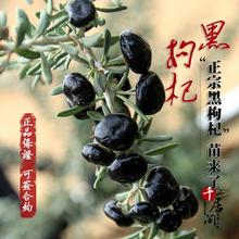 正宗南北种植当年结果盆栽地栽野生黑枸杞子宁夏红枸杞苗果树苗