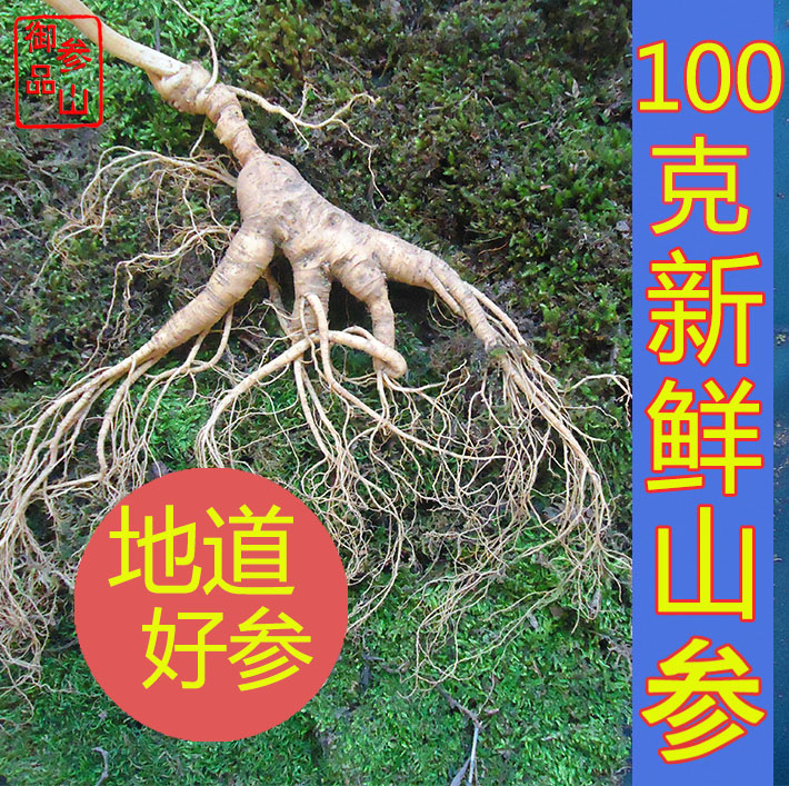 长白山新鲜人参移山参泡酒人参特大东北带土鲜人参18年 鲜林下参