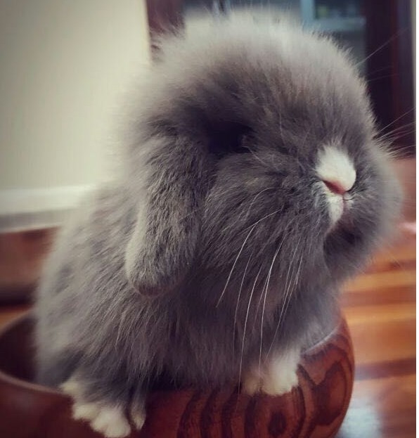 宠物活体宝宝兔价格\/报价_宠物活体宝宝兔畅销