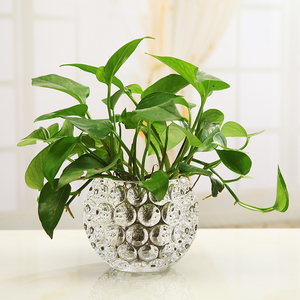 加厚水培玻璃花瓶