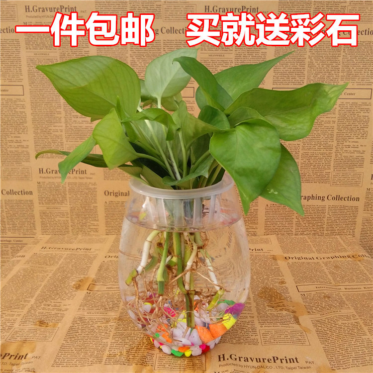 批发花卉盆栽 水培玻璃花瓶 养绿萝红掌花盆冬瓜大号透明绿植器皿