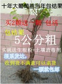 地栽 南方北方种植当年结果 十年大苗果树苗葡萄苗葡萄树葡萄树苗